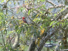 Pyrocephalus rubinus