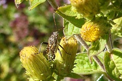 Stictopleurus punctatonervosus