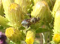 Stictopleurus punctatonervosus