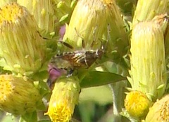 Stictopleurus punctatonervosus