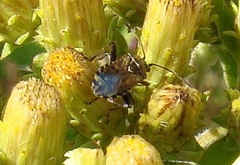 Stictopleurus punctatonervosus