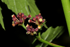 Image of Cissus bathyrhakodes