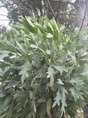 Cussonia
