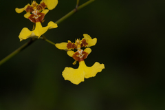 Oncidium