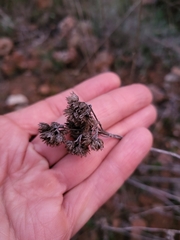 Helichrysum stoechas
