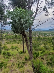 Cussonia