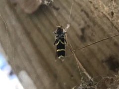 Clytus arietis