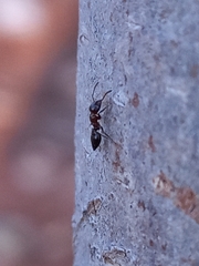 Crematogaster