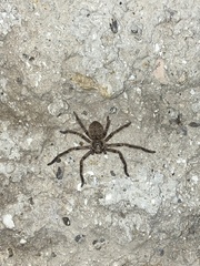 Polybetes pythagoricus