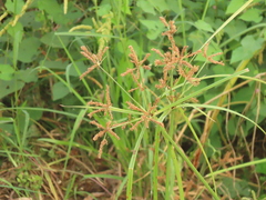 Cyperus imbricatus