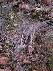 Helichrysum stoechas