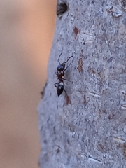 Crematogaster