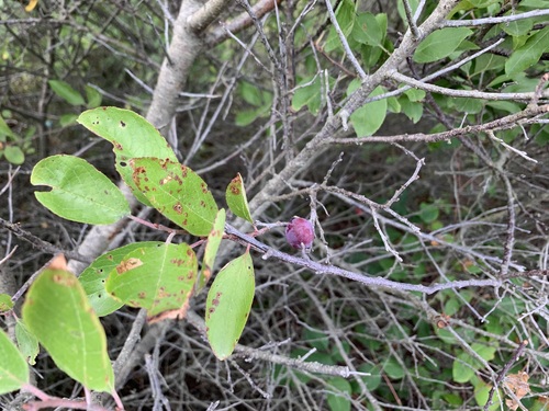 Prunus maritima