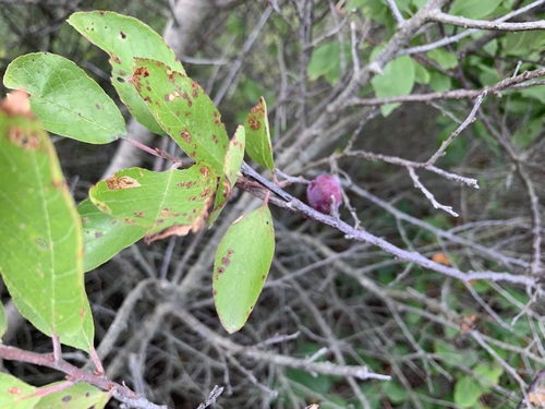 Prunus maritima
