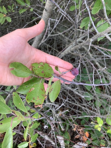 Prunus maritima
