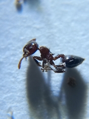 Crematogaster