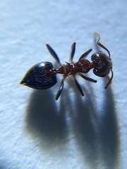 Crematogaster