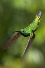 Anthracothorax prevostii