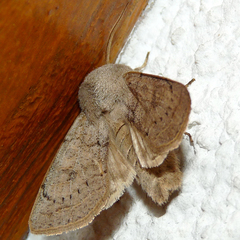 Orthosia gracilis