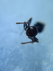 Crematogaster