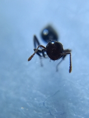 Crematogaster