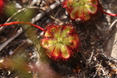 Drosera xerophila