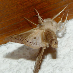 Orthosia gracilis