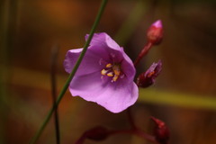 Drosera admirabilis