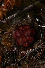 Drosera admirabilis