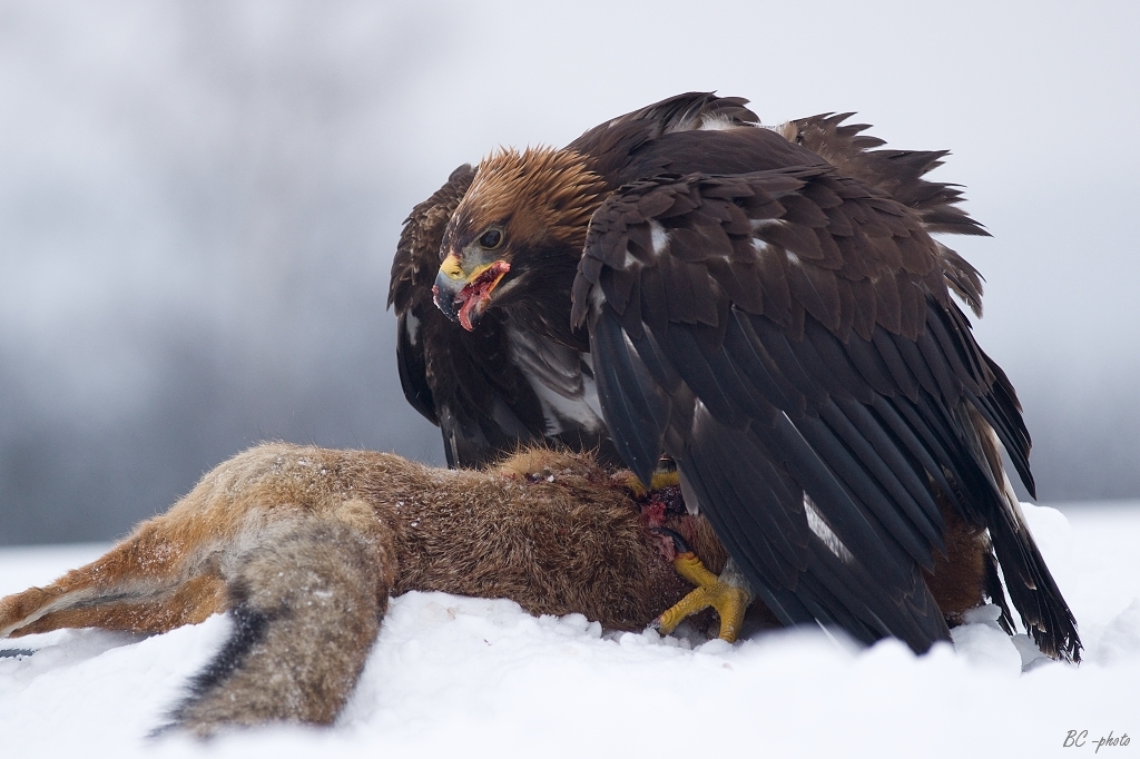 Águila Real (Aquila chrysaetos) · NaturaLista Mexico