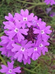 Glandularia aristigera