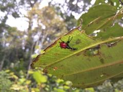 Trachelophorus giraffa