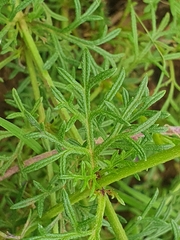 Glandularia aristigera