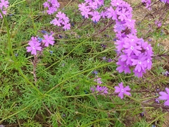 Glandularia aristigera