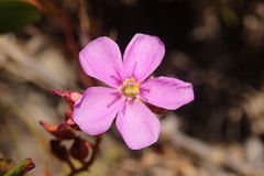 Drosera glabripes