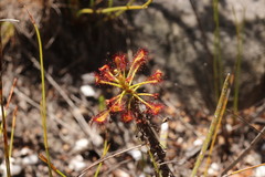 Drosera glabripes