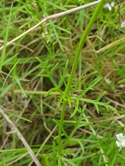 Glandularia