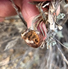Rhopalomyia pomum