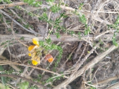 Aspalathus divaricata