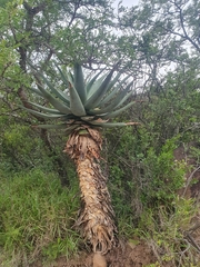Aloe ferox