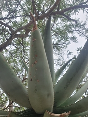 Aloe ferox