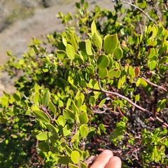 Arctostaphylos hookeri hookeri