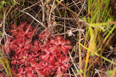 Drosera slackii