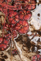 Drosera admirabilis