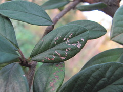 Pseudocercospora cotoneastri