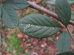 Pseudocercospora cotoneastri