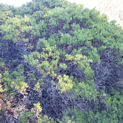 Arctostaphylos hookeri hookeri
