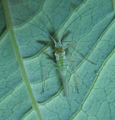 Macrosiphum euphorbiae