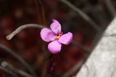Drosera slackii