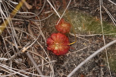 Drosera aliciae